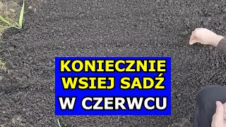 KONIECZNIE Wysiej Sadź te Warzywa w Czerwcu Co siać sadzić w Czerwcu Kalendarz Ogrodnika Czerwiec [upl. by Almallah]