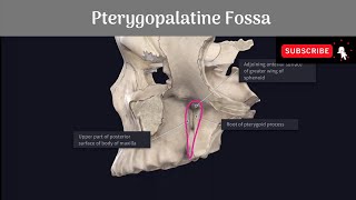 Pterygopalatine Fossa Anatomy mbbs education bds headandneckanatomy fossa [upl. by Saffian]