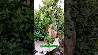 Kumquat bonsai super tree [upl. by Rudd]