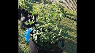 How To Prune Tomato Plants For Productivity And Disease Resistance [upl. by Melville877]