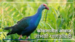 Grey  Headed Swamphen  जांभळी पाणकोंबडी [upl. by Charteris]