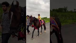 Horse video 🐎  horse horses ghoda horseriding horselover ytvideo shortsfeed dhruhi [upl. by Airun]