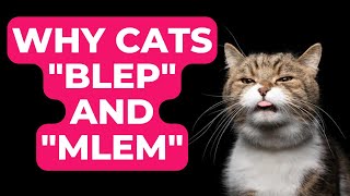 Why Cats Blep and Mlem Exploring the Adorable Tongue Moments of our Feline Friends [upl. by Elenaj]