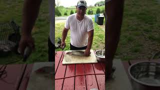 Filleting a catfish [upl. by Maletta]