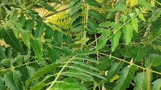 Indian Tree of Heaven  महारूख  Ailanthus excelsa  Maharukh Tree [upl. by Hgielanna]