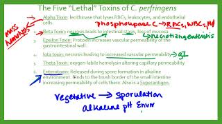 Clostridia perfringens [upl. by Sobel745]