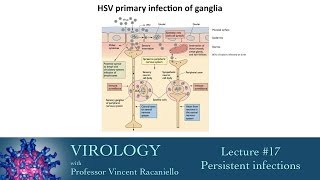 Virology 2014 lecture 17  Persistent infections [upl. by Island]