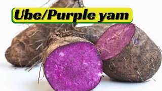 UbePurple YamMoonshine Yam [upl. by Veradi]