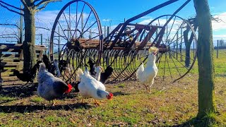 Relaxing Chicken Padovana on a Sunny Day [upl. by Kacy]