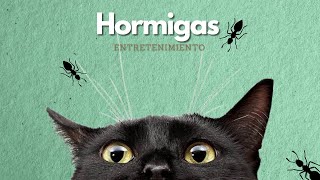 videos para gatos  hormigas [upl. by Assirat]