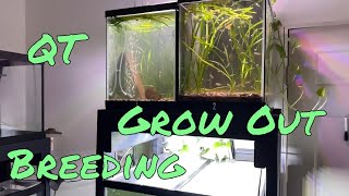 Aquarium Rack for BreedingQuarantineGrow Out UPDATE [upl. by Ecirb]