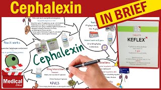 Cephalexin  Keflex  What is Cephalexin Used For Dosage Side Effects amp Precautions [upl. by Greeley641]