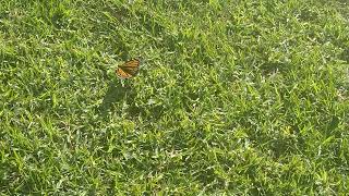 Wanderer butterfly Danaus plexippus [upl. by Lsiel]