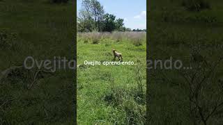 🐑Ovejita🐑 buenosmomentos paraguay momentos animals free moments short campo paraguay [upl. by Sivolc]