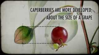 What are Caperberries [upl. by Duvall]