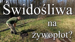 Świdośliwa na żywopłot Duży krzew z pysznymi owocami [upl. by Macey282]