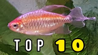 10 PEACEFUL TETRAS for the Community Aquarium [upl. by Britni]