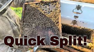 Hive Splitting Basics Using Bees from 3 different Hives [upl. by Casanova910]