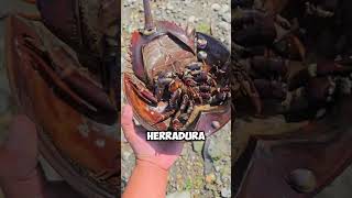 ¡Rescate Inesperado Hombre Ayuda a Cangrejo de Herradura 🦀💧 shorts [upl. by Linker249]