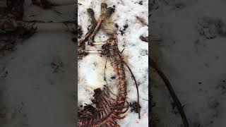 Dog skeleton found in the forest [upl. by Forlini315]