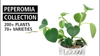 HUGE Peperomia Collection Tour with 70 Different Species and Cultivars  Plant Collection Ep 2 [upl. by Seta]