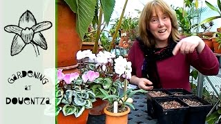 How To Sow Sweet Pea  easiest amp most rewarding of all seeds [upl. by Fulmer178]