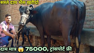 आज खरीदो सस्ते दाम में दो भैंसें दाम मात्र 😱 75000रु ट्रांसपोर्ट फ्री Jaswant Swami Dairy Farm [upl. by Atterg]