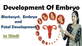 Pregnancy  Development of Embryo  In Hindi  NEET  Embryo development  NEET  MHTCET [upl. by Salman]