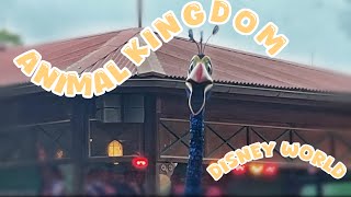 Disney World animal Kingdom ￼￼ [upl. by Hekking]