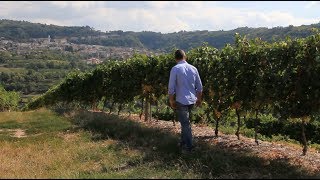 Nicola Biscardo Selections  Marchesi Biscardo Vineyards [upl. by Burdett]