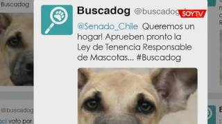 Perros callejeros llegarán directo al Twitter del Senado cuando ingresen a estas nuevas… [upl. by Arraeit376]