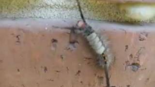 WhiteMarked Tussock Moth Caterpillars on the UL Lafayette Campus [upl. by Hales]