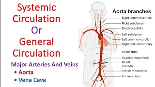 Systemic circulation in hindi  General circulation  Aorta  vena cava  Anatomy And Physiology [upl. by Yi]