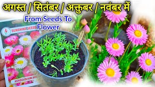 Acroclinium Flower Seeds How To Grow  Acroclinium Seeds Germination [upl. by Aicenat]