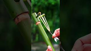 Bamboo creations with single shot diy outdoors nature [upl. by Trebma]