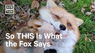 Foxes Go Viral for Their Giggles [upl. by Zehcnas]