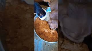 Feeding Time bullybreed americanbully tribully bulliesofinstagram bullies  bullypuppies [upl. by Anirtap]