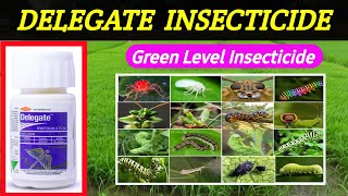 Dalegate insecticide  Spinothoram 117sc Dow agro science delegate insecticide price dose work [upl. by Beller]