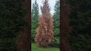 Avoid Cryptomeria in Tennessee [upl. by Atelra]