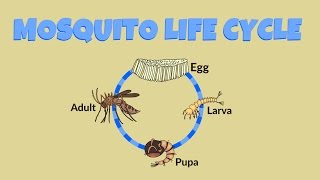 Mosquito Life Cycle  Life Cycle of a Mosquito [upl. by Ayihsa]