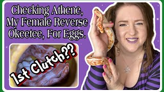 Corn Snake Vlog Athene Laid Eggs Will This Be Her Only Clutch Ellie Snake Lady [upl. by Einuj]