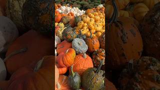 Pumpkin season in New England 🎃 travel travelguide traveltip newengland fall autumn [upl. by Phip]