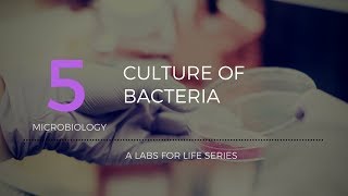 Culture of Bacteria [upl. by Naval]