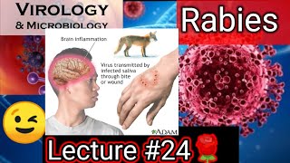 rabies rabies in humans rabies vaccine rabies virus VIROLOGY MICROBIOLOGY LEVINSON [upl. by Noiztneb76]