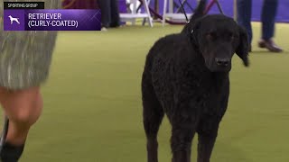 Retrievers CurlyCoated  Breed Judging 2024 [upl. by Oelc]