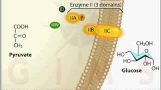 Phosphotransferase System PTS Transport YouTube [upl. by Ware]