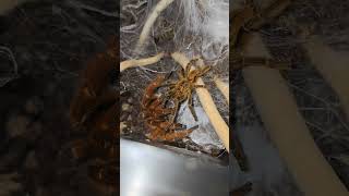 Pterinochilus murinus RCF Orange Baboon Tarantula Pairing [upl. by Shirberg260]