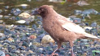 Leucistic Crow [upl. by Dmitri949]