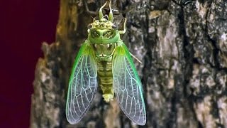 Cicada Molting  Nature Time Lapse Cicala fa la muta [upl. by Truk566]