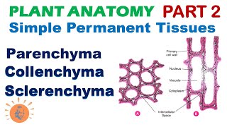 Plant Anatomy 2  Parenchyma  Collenchyma  Sclerenchyma  Simple Permanent Tissues [upl. by Joan882]